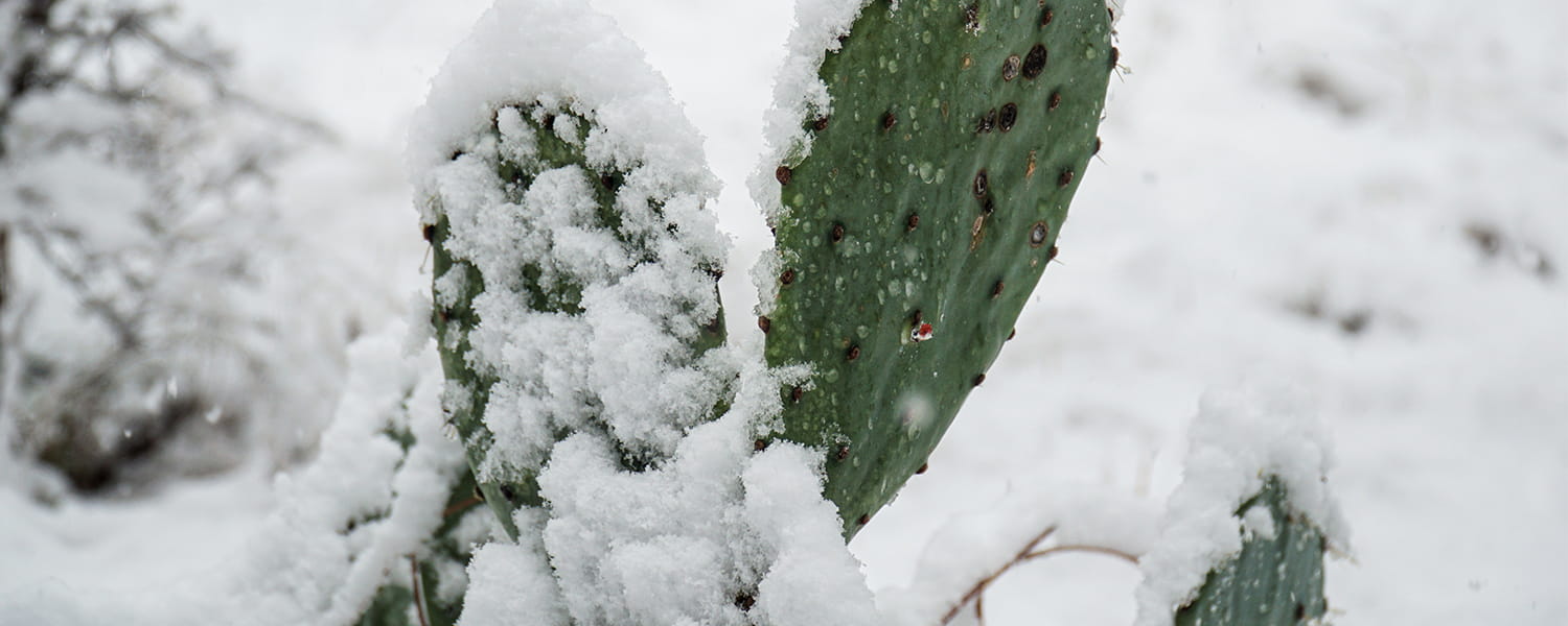 Cactus plant covered in thick snow