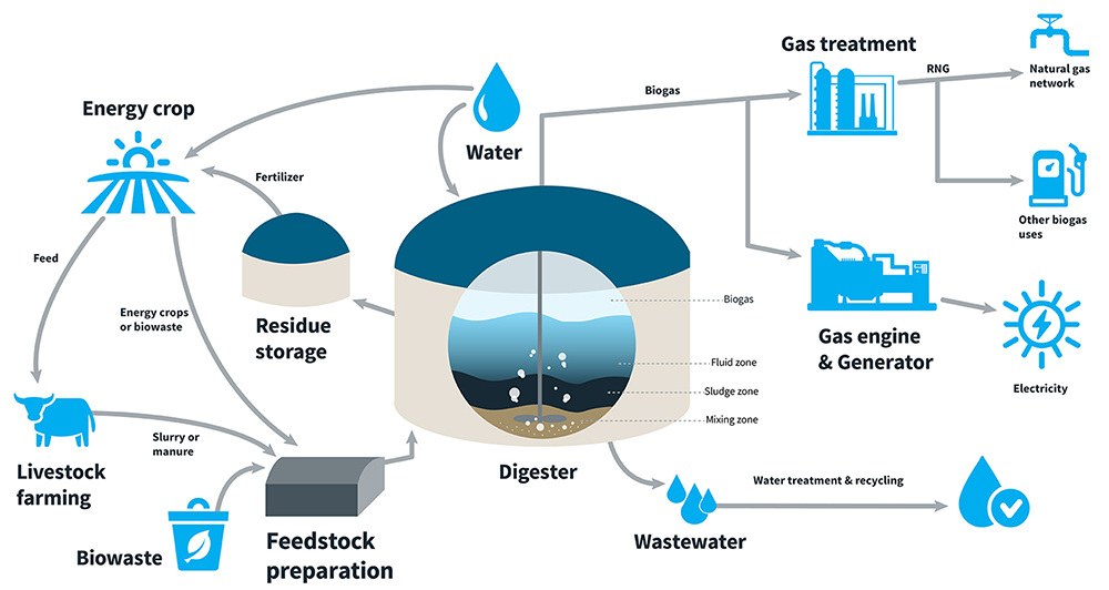Diagram showing the process of renewable natural gas.