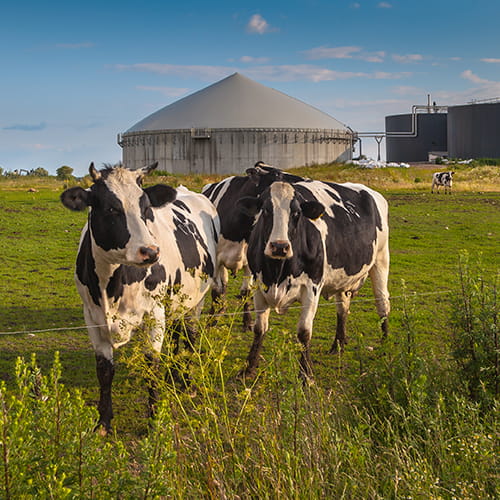 Cows standing in a paddock at a biomass plant