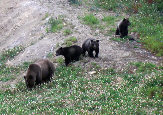 Sleuth of four black bears
