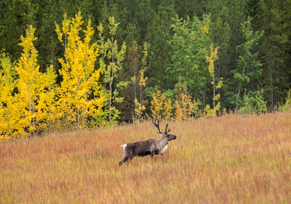 Caribou standing in a field of grass