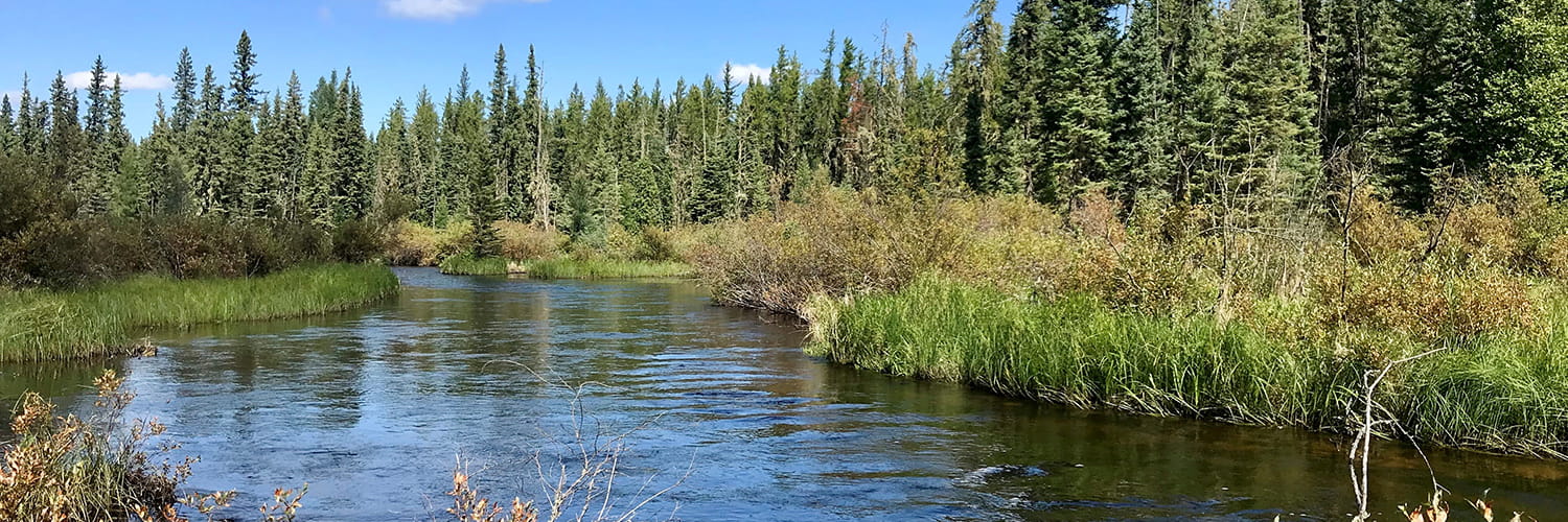River running through trees and tall grass in Cold Lake, Alberta