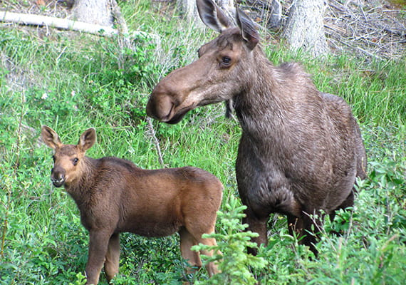 Female moose with her calf in bush land