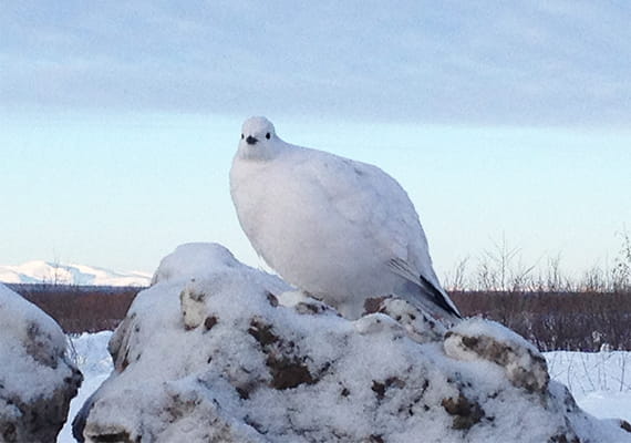 White Willow Ptarmigan bird perched on a snow-covered rock
